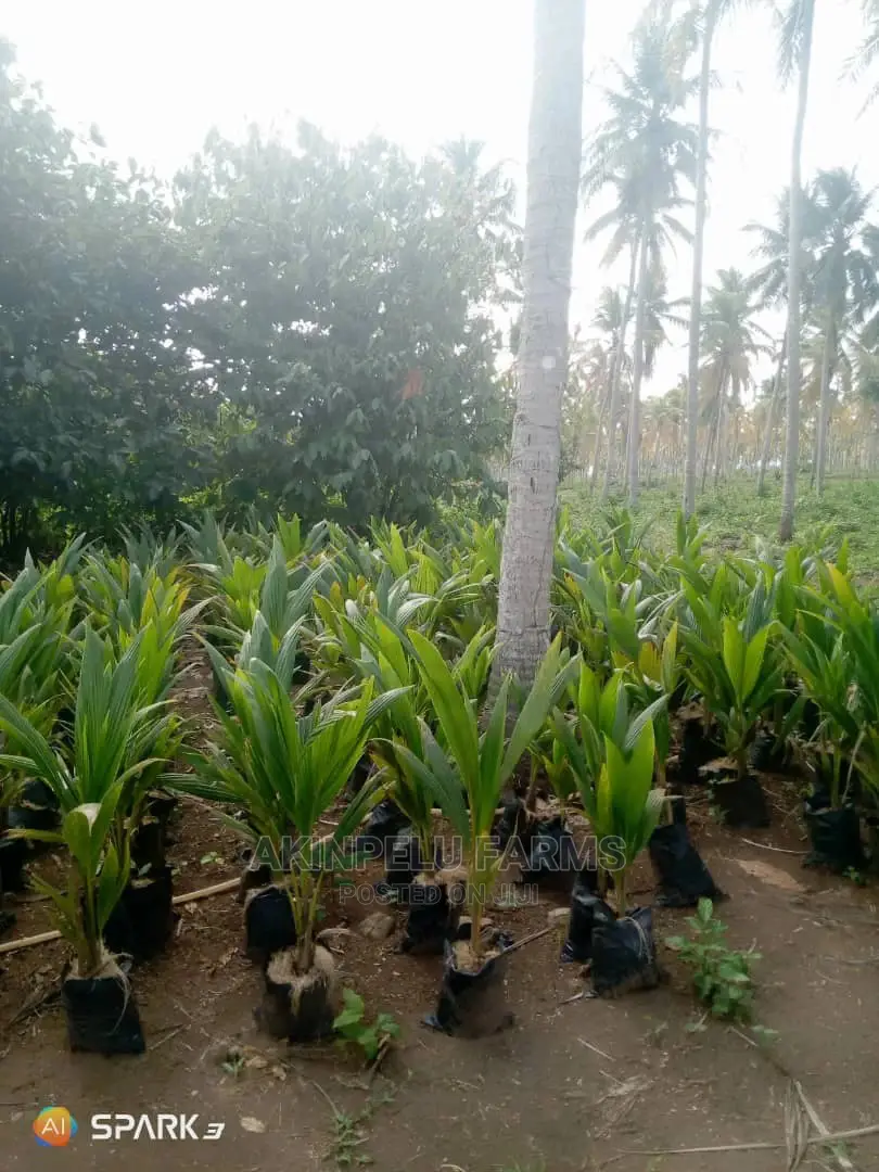 Dwarf Hybrid Coconut Seedlings
