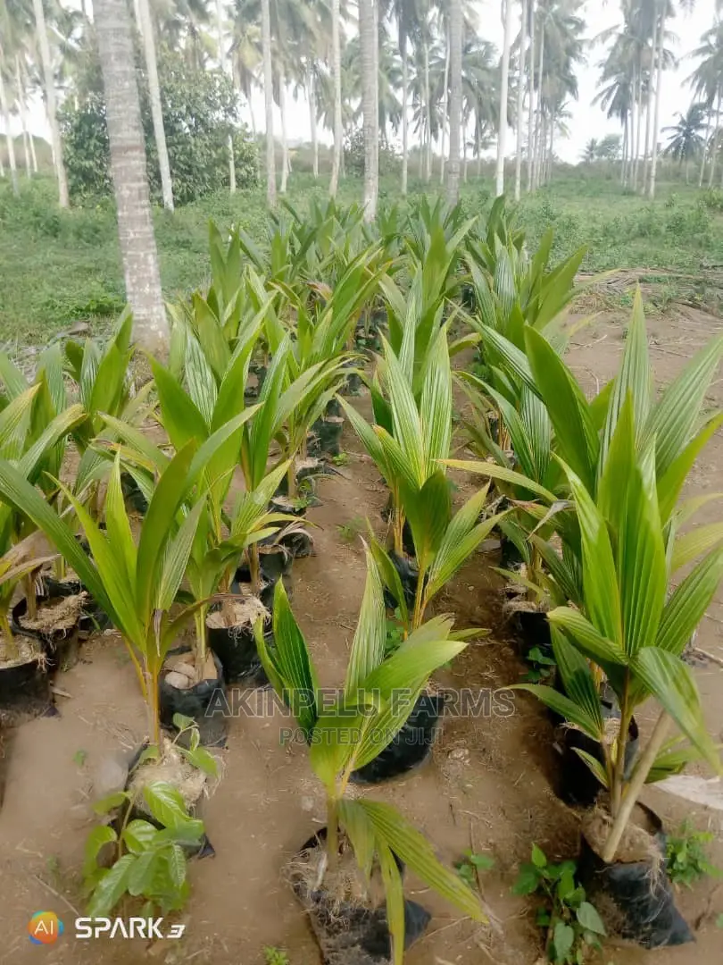 Dwarf Hybrid Coconut Seedlings