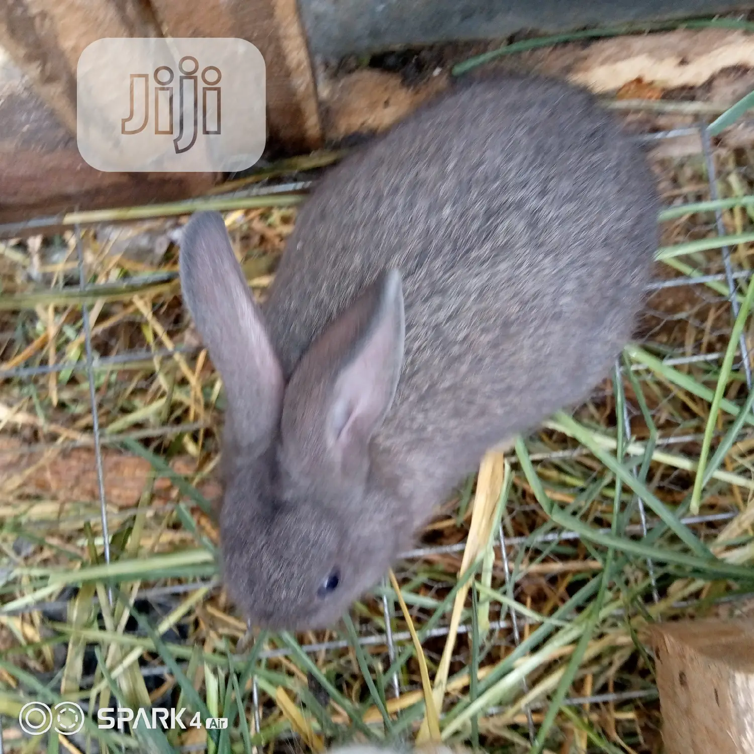 Well Vaccinated Pure Bred Satin Rabbits