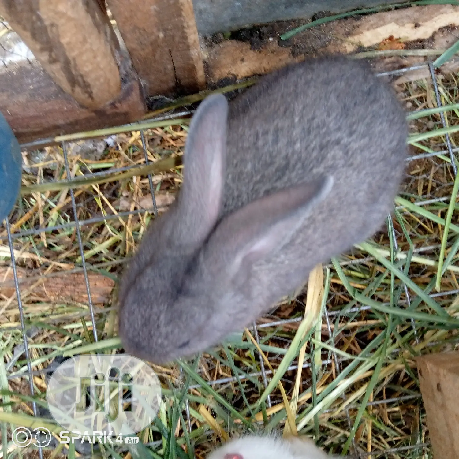 Well Vaccinated Pure Bred Satin Rabbits