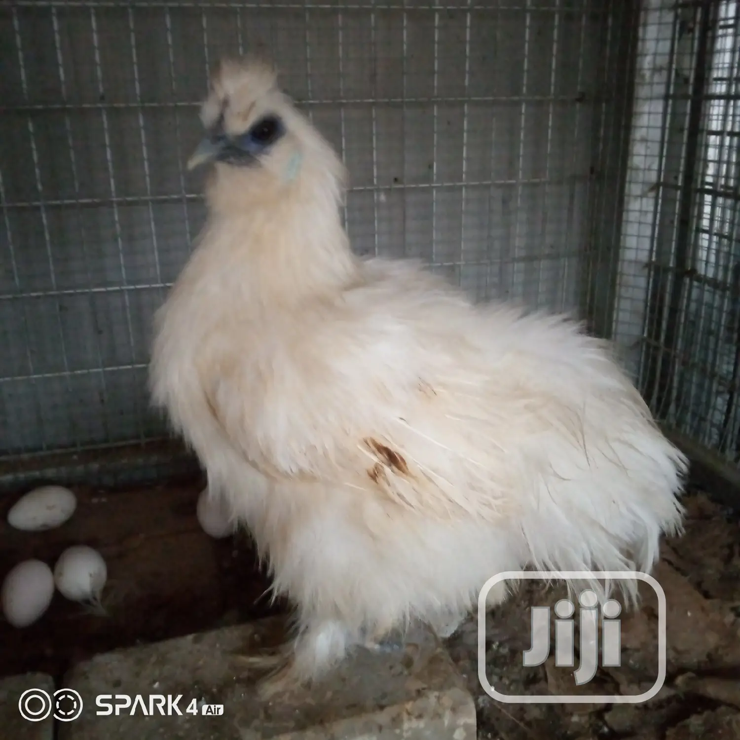Exotic Silky (Show Bird)