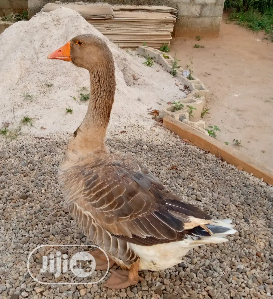 Point Of Lay Canada Goose
