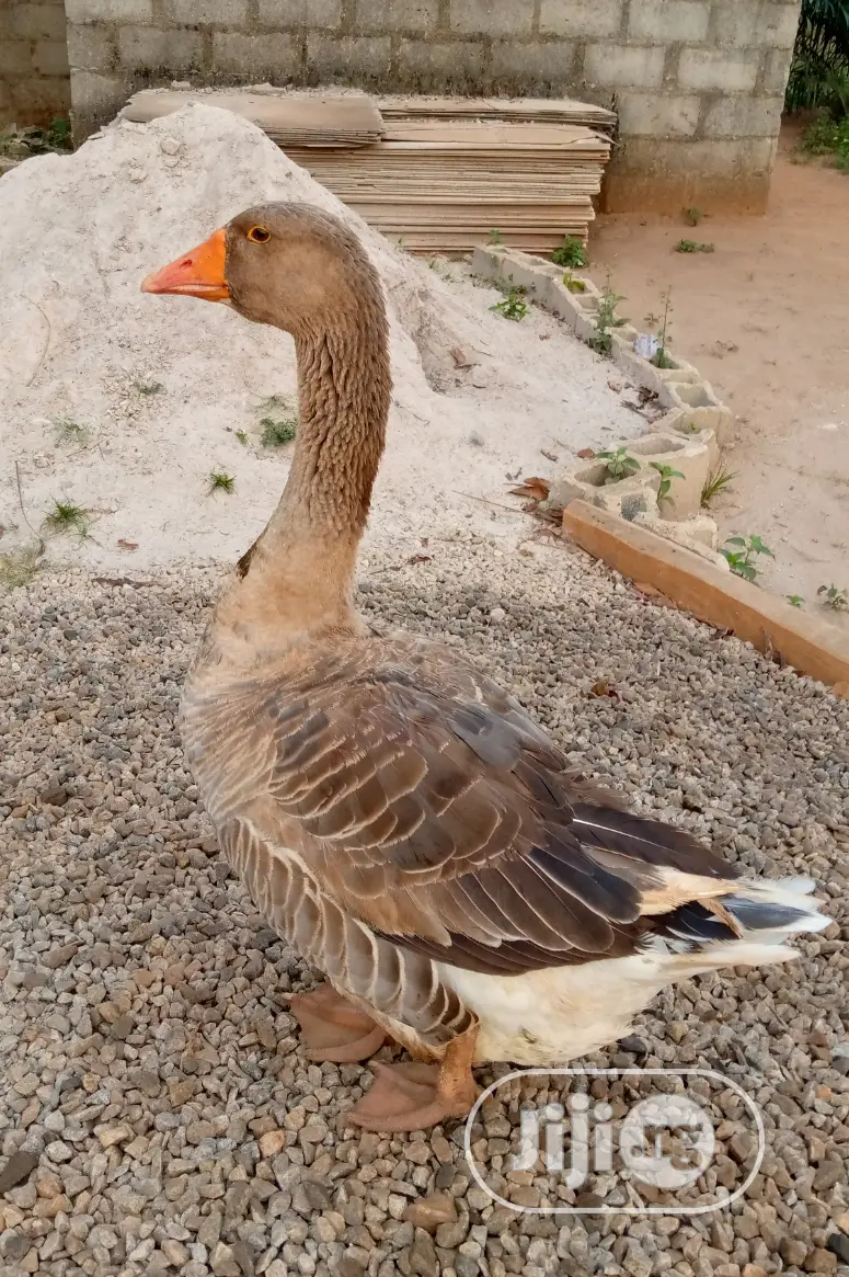 Point Of Lay Canada Goose