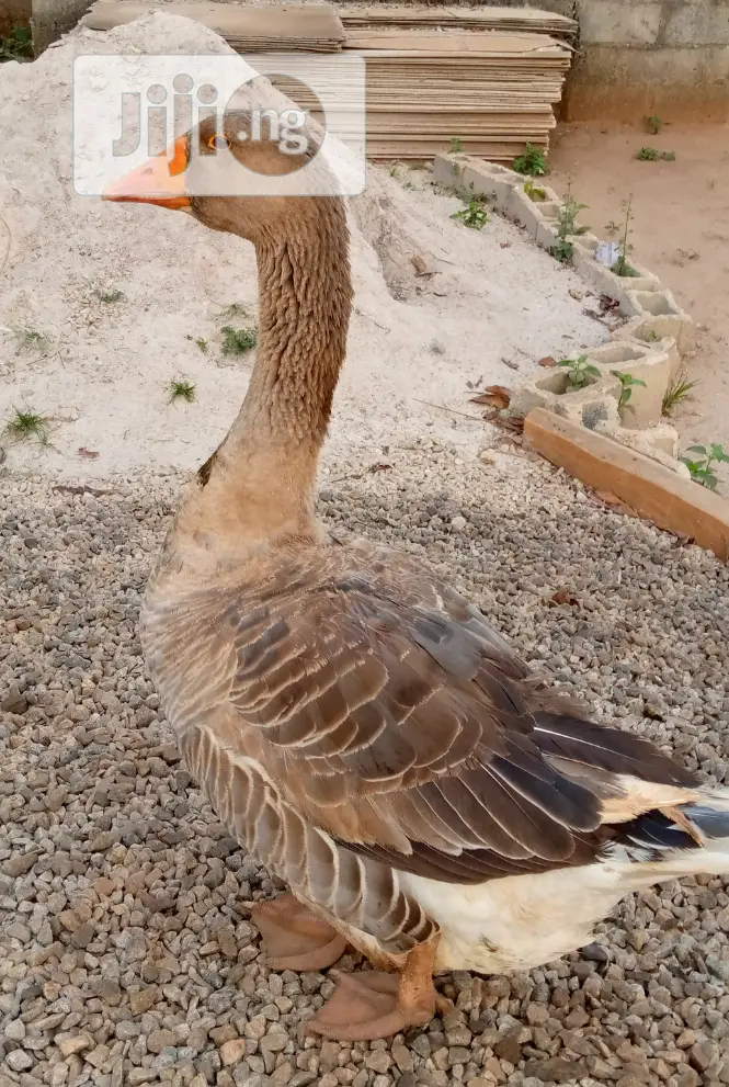 Point Of Lay Canada Goose