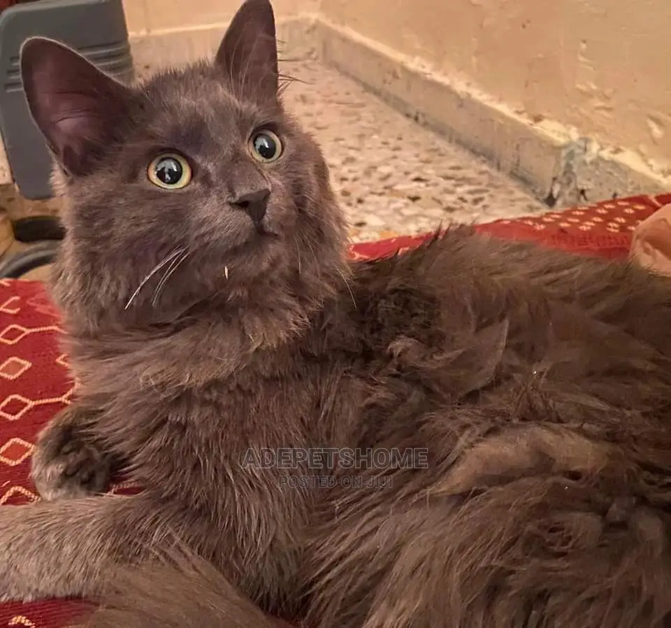 Female Purebred Persian