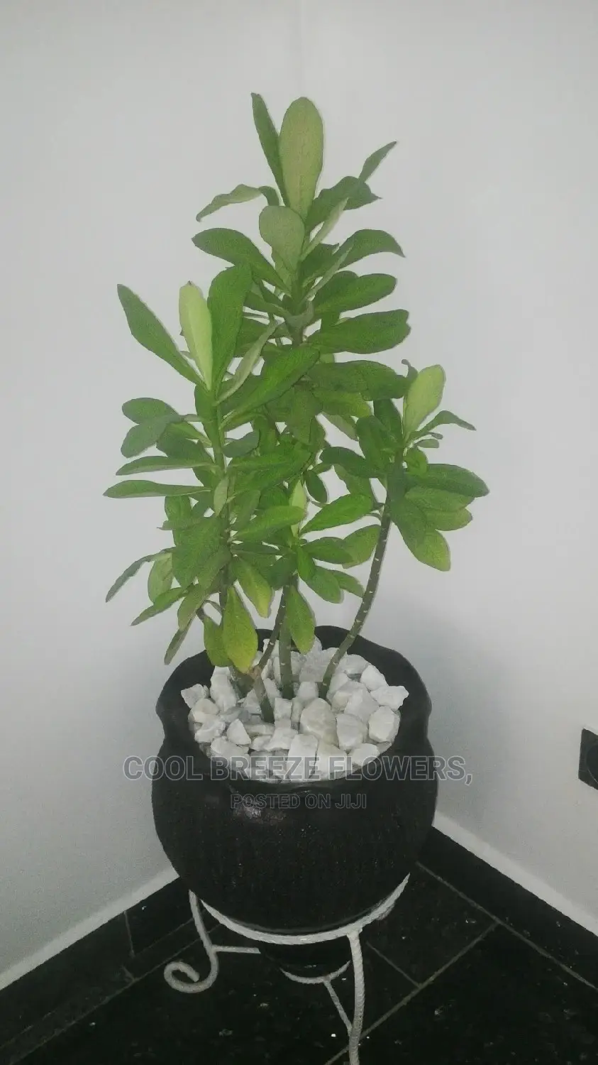 Indoor Plants