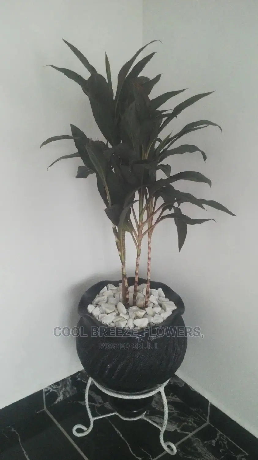 Indoor Plants