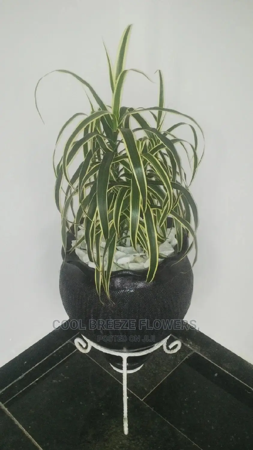 Indoor Plants