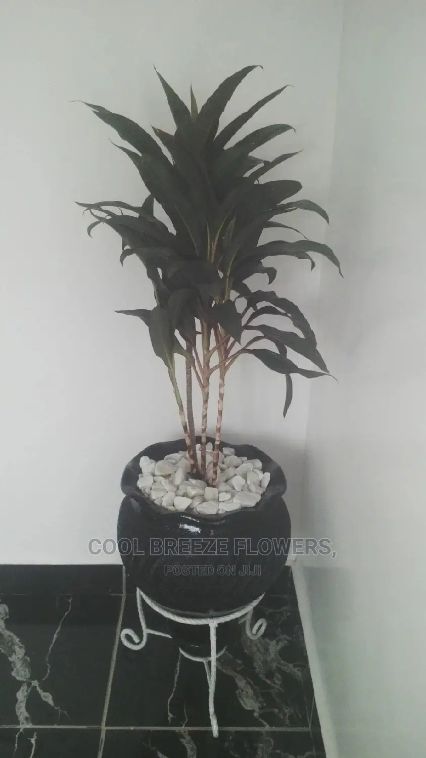 Indoor Plants