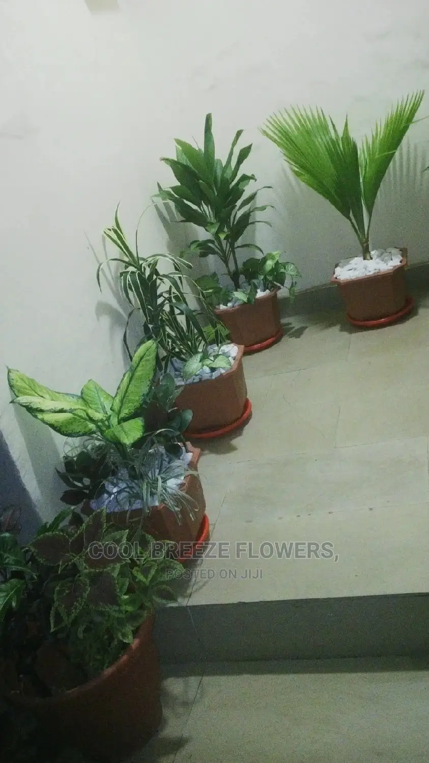 Poted Plant