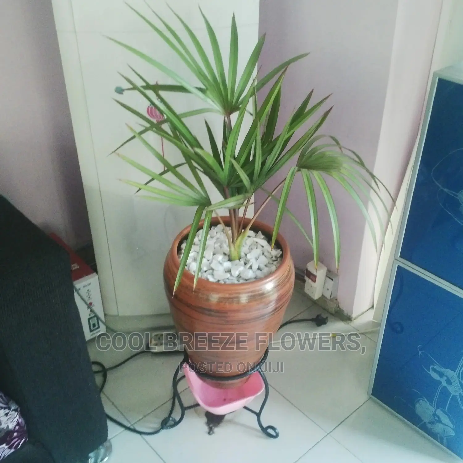 Poted Plant