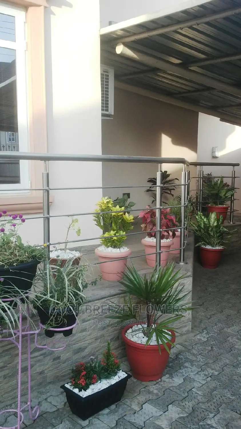 Poted Plant