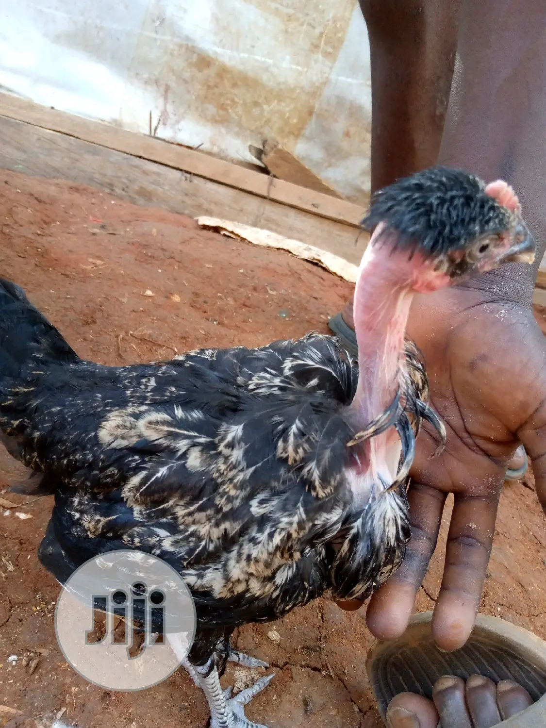 Show And Ornamental Chicken