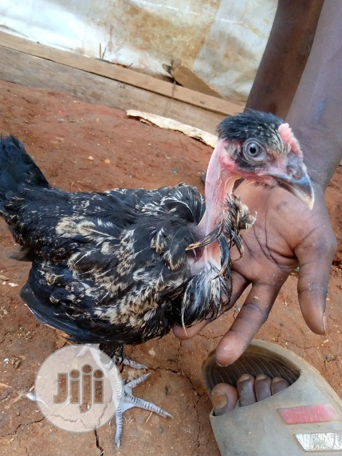 Show And Ornamental Chicken