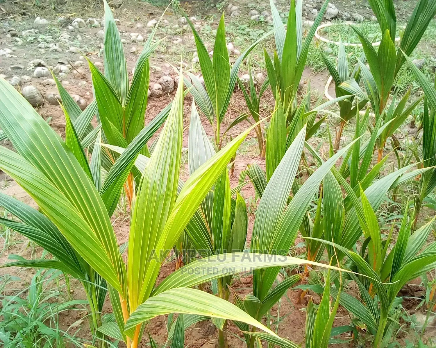 Dwarf Hybrid Coconut Seedlings