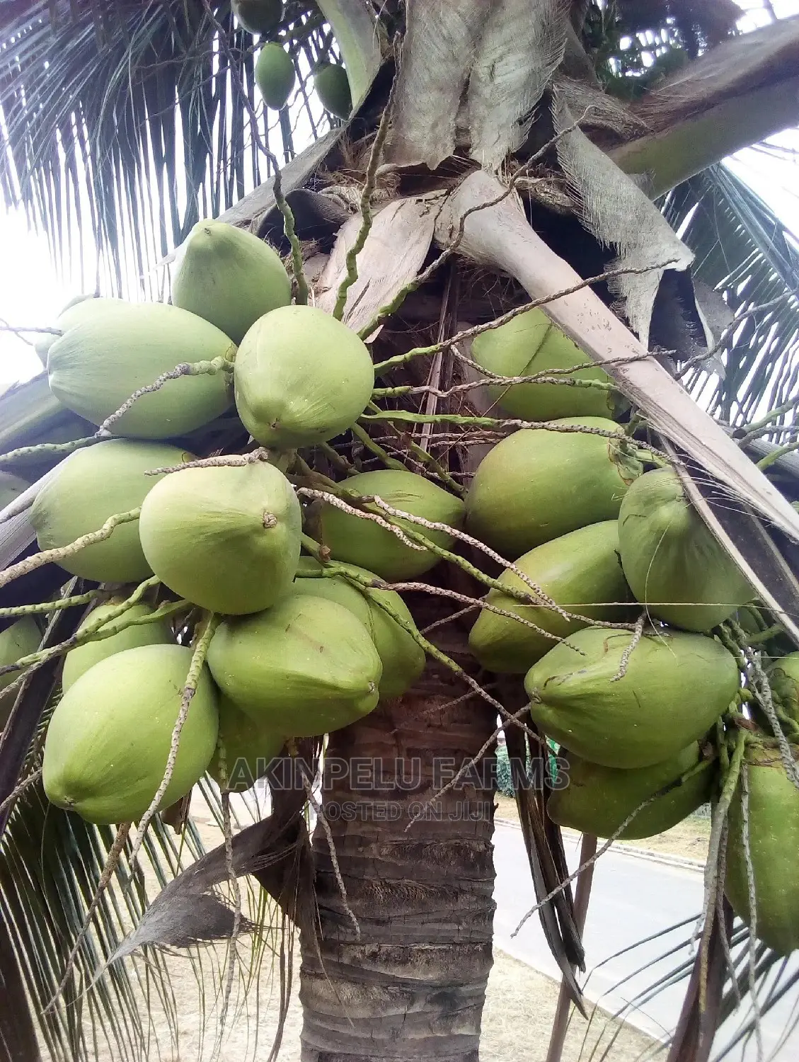 Dwarf Hybrid Coconut Seedlings