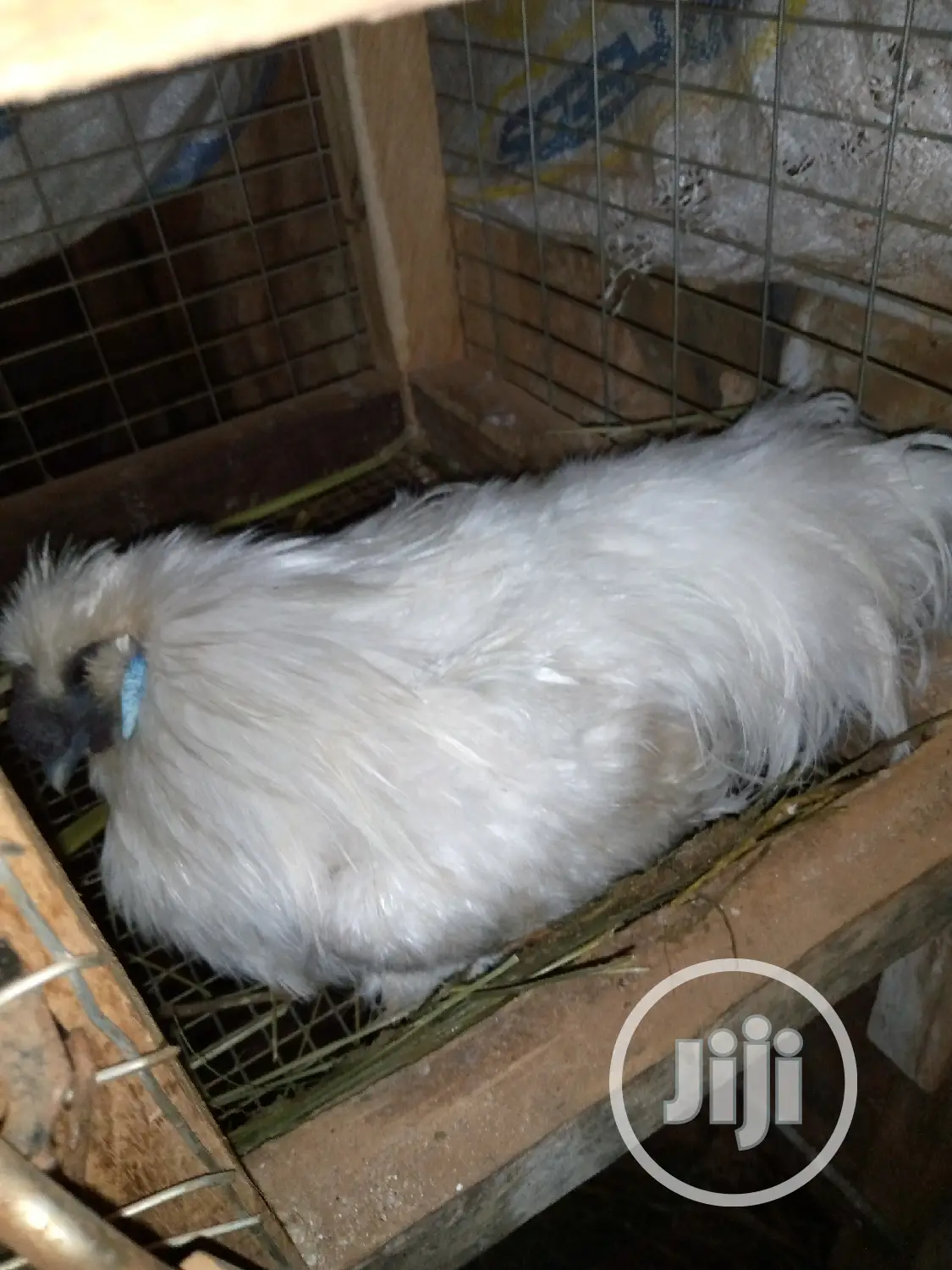 Adult Silky Chicken