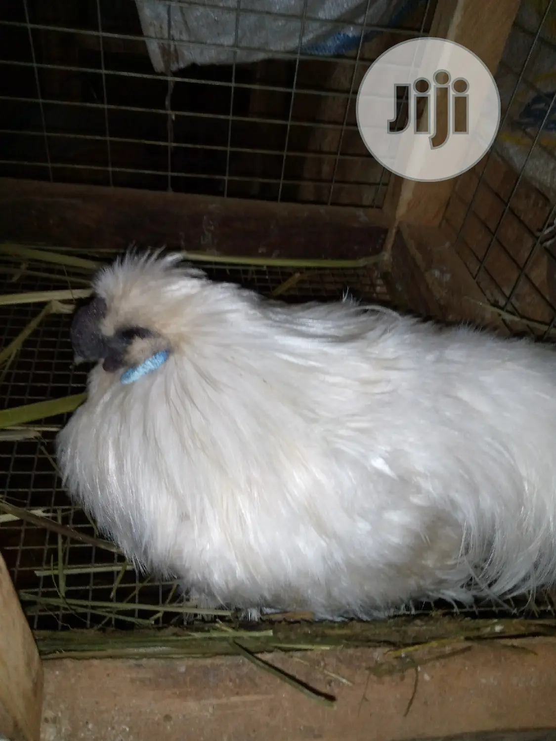 Adult Silky Chicken