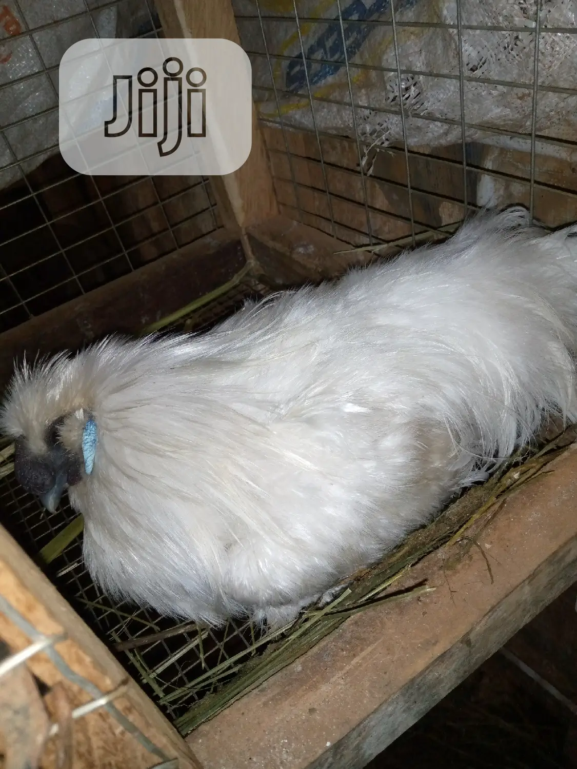 Adult Silky Chicken