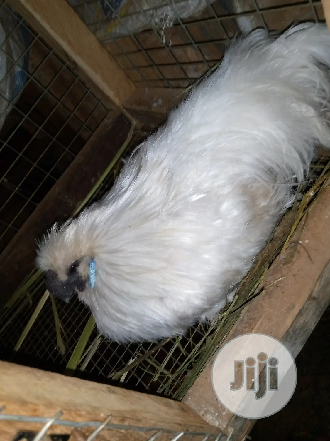 Adult Silky Chicken