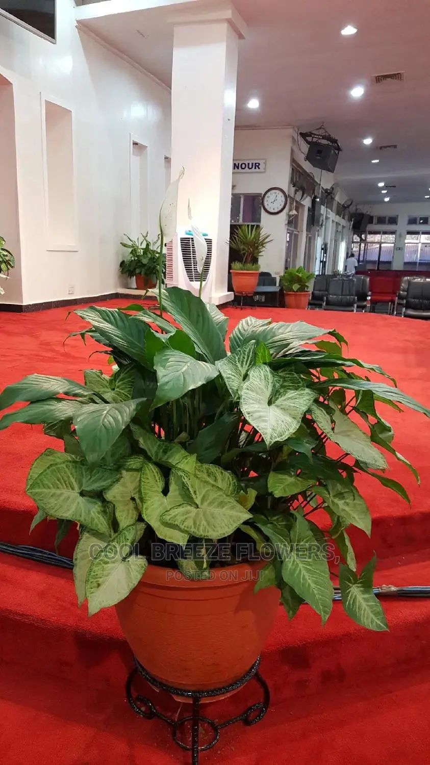 Poted Plants