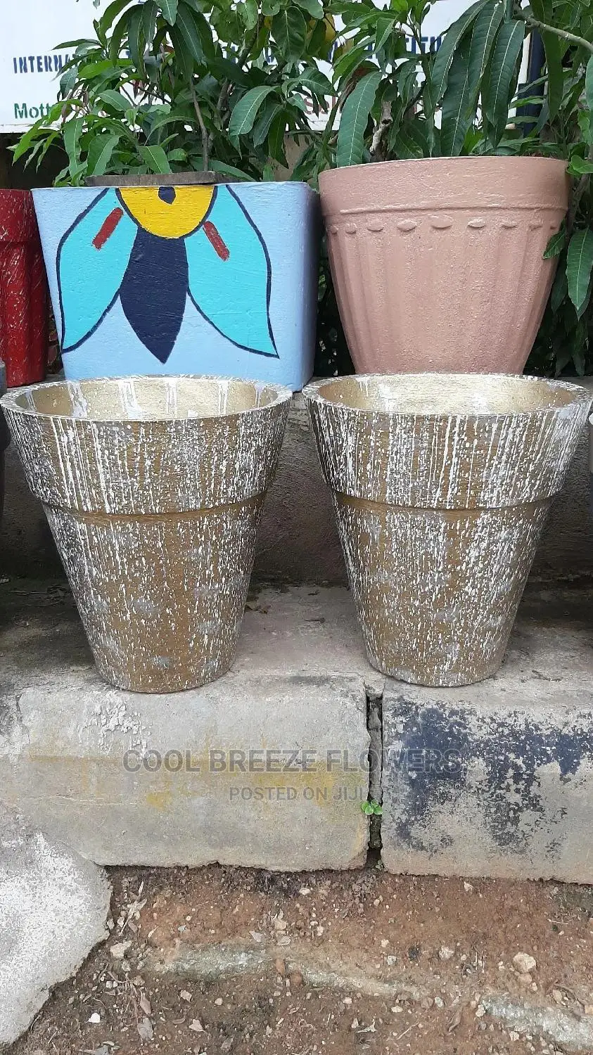 Air Purifying Plants