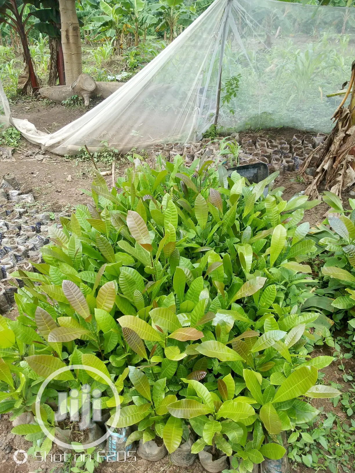 Cashews Seedlings