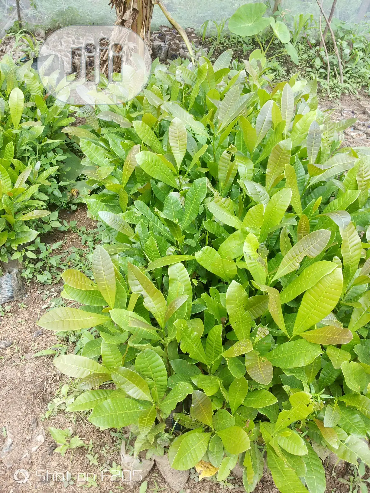 Cashews Seedlings