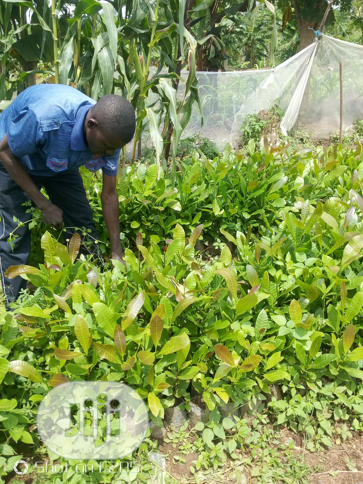Cashews Seedlings