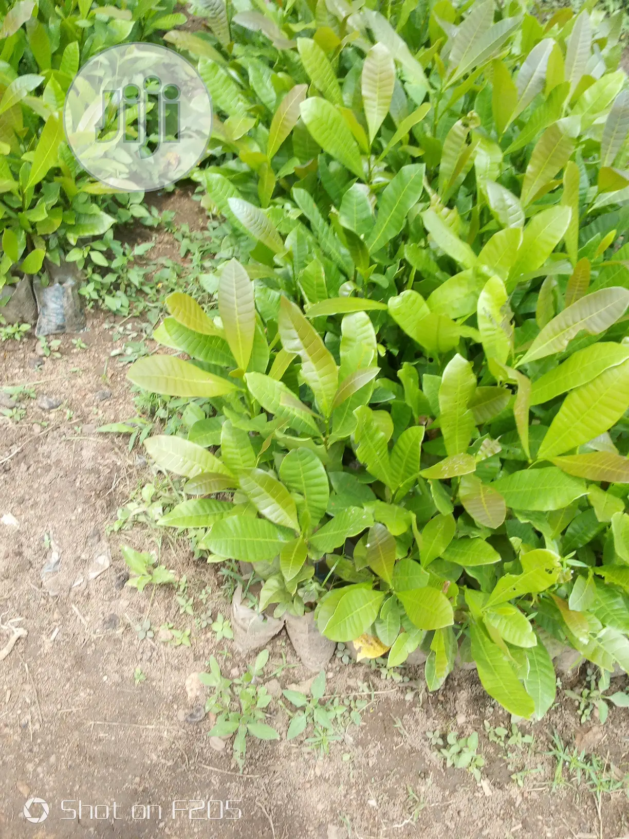 Cashews Seedlings