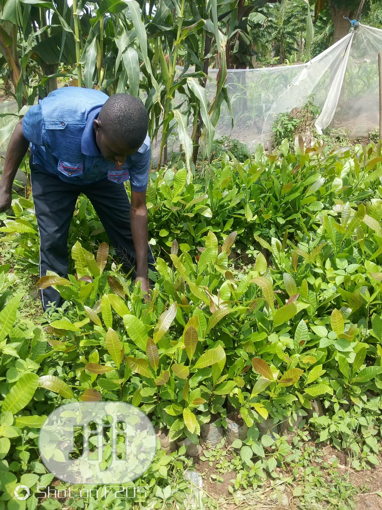 Cashews Seedlings