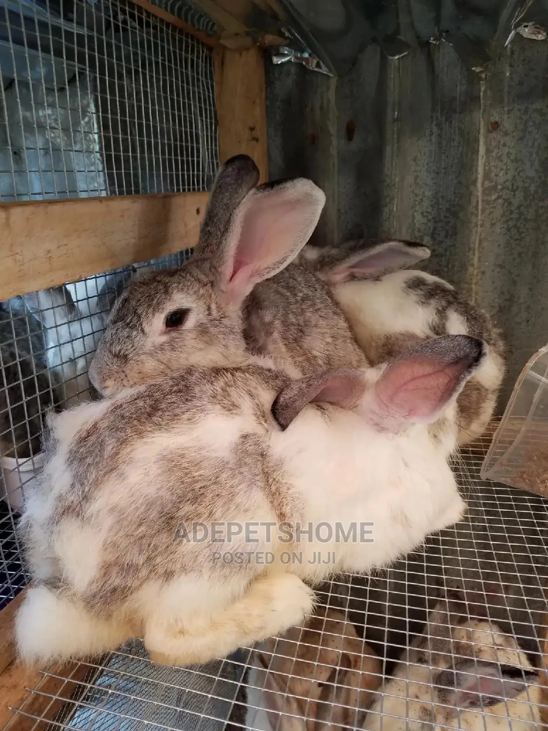 Good Breed Foreign Rabbits for Sale
