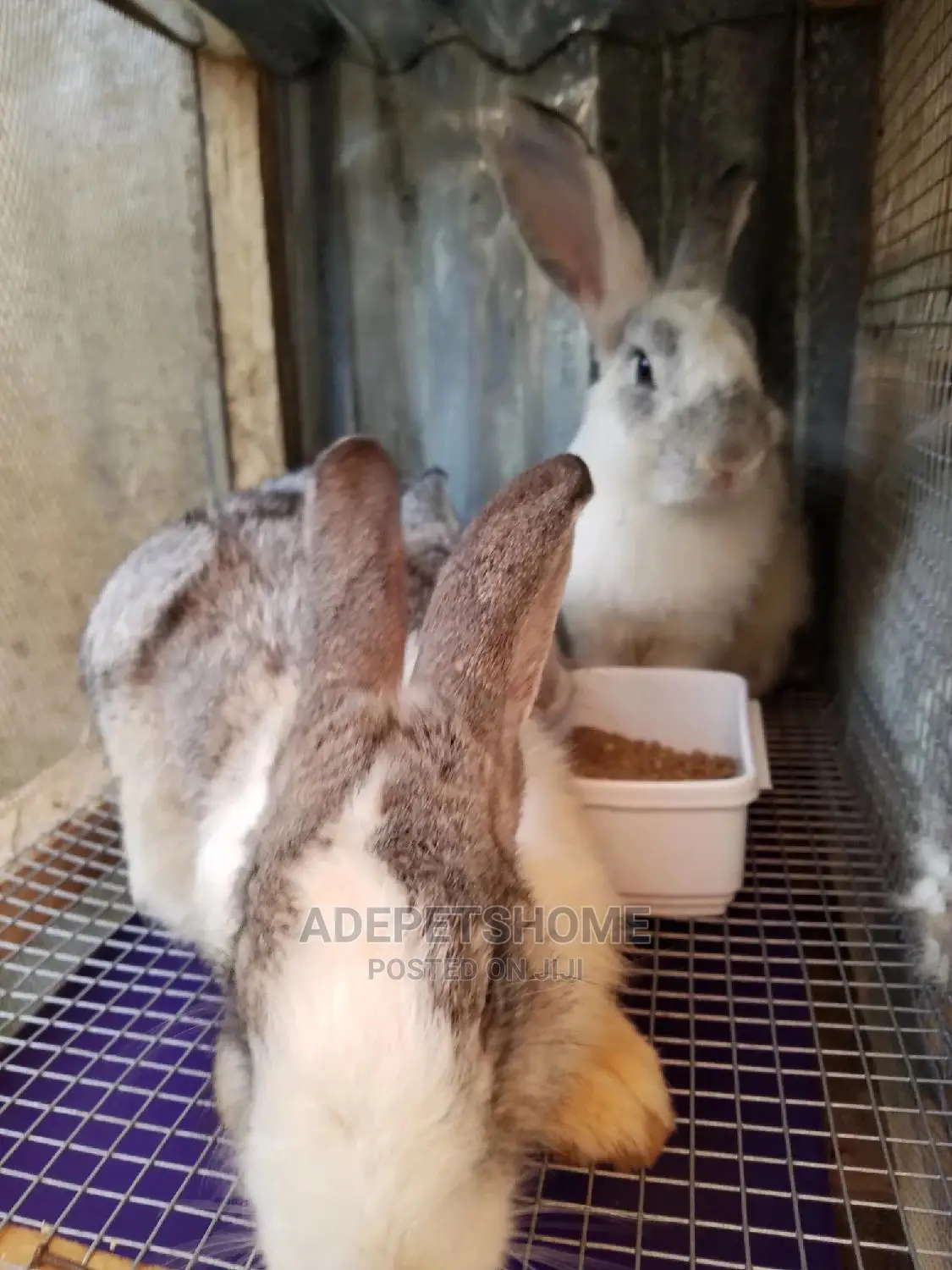 Giant Rabbits For Sale