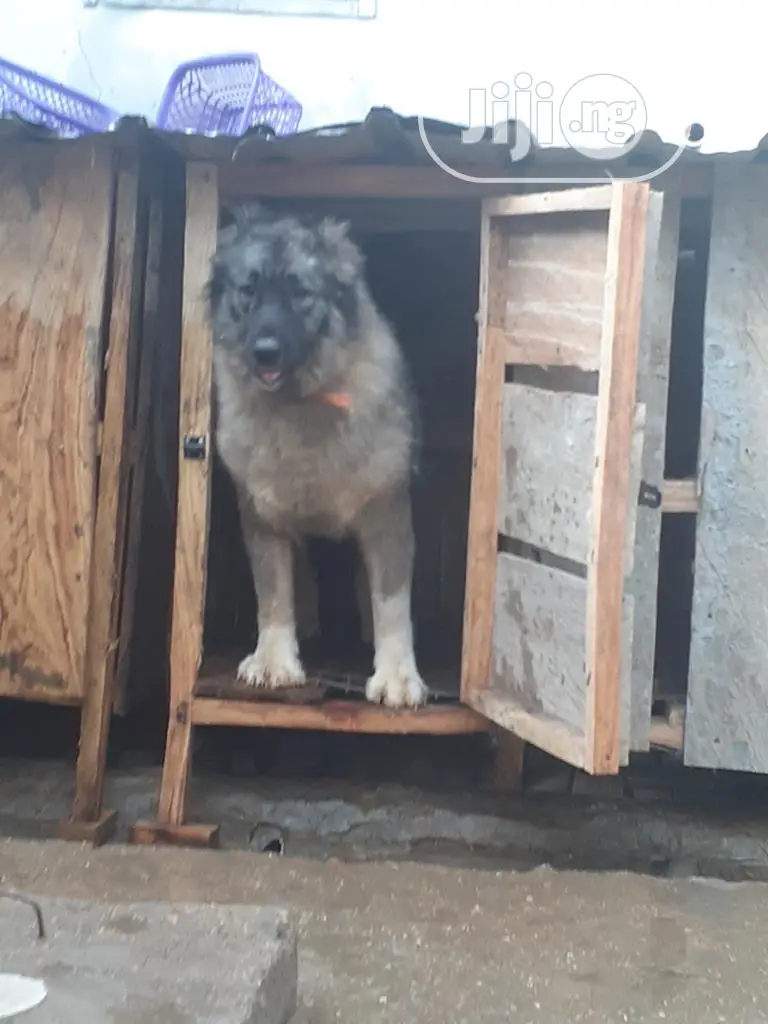6-12 months Female Purebred Caucasian Shepherd