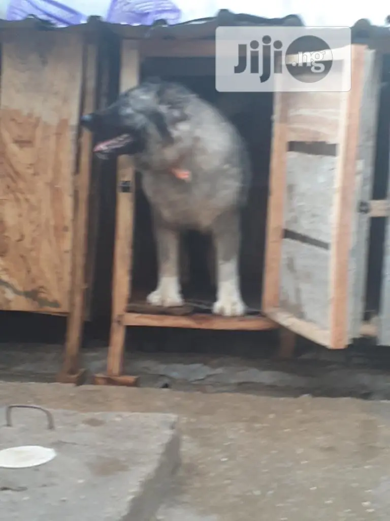 6-12 months Female Purebred Caucasian Shepherd