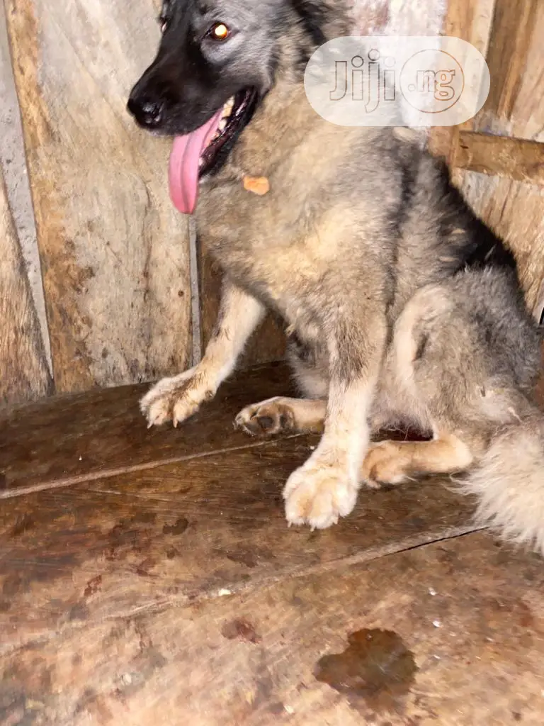 6-12 months Female Purebred Caucasian Shepherd