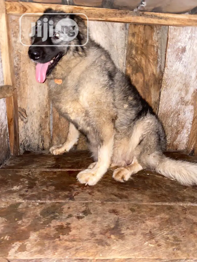 6-12 months Female Purebred Caucasian Shepherd