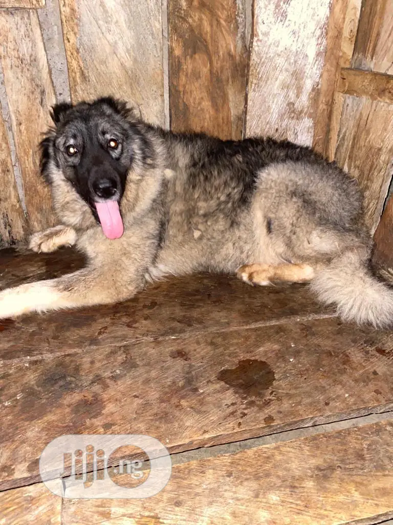 6-12 months Female Purebred Caucasian Shepherd
