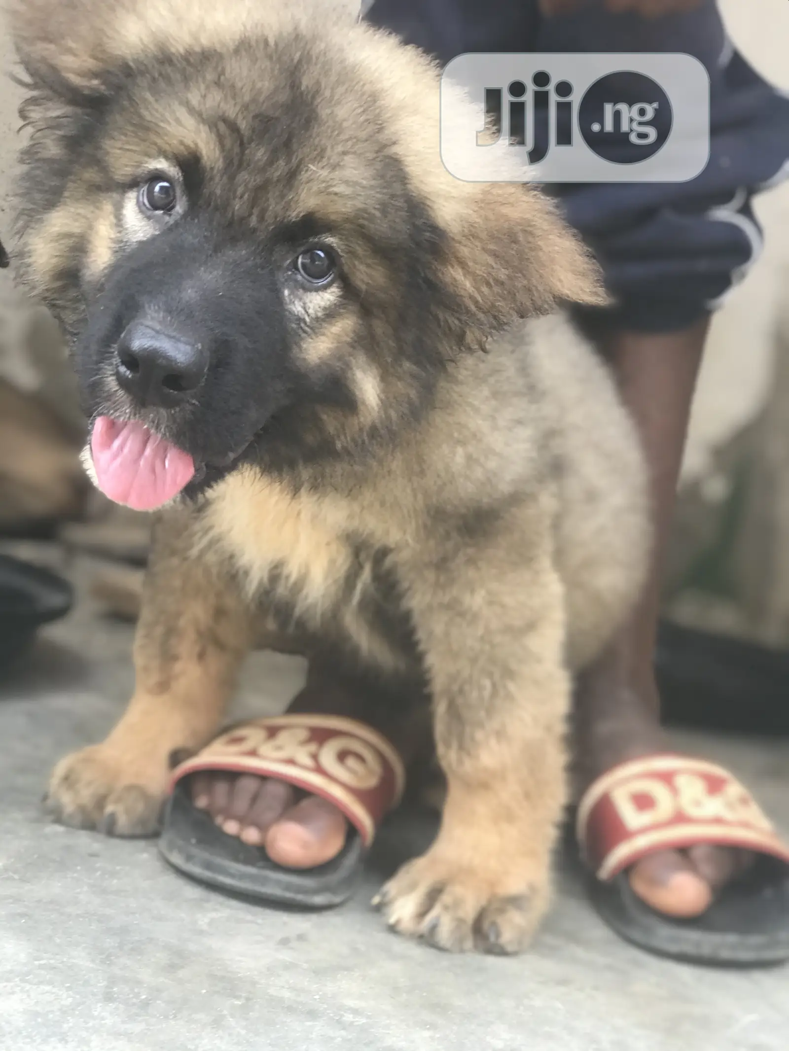 1-3 months Male Purebred Caucasian Shepherd