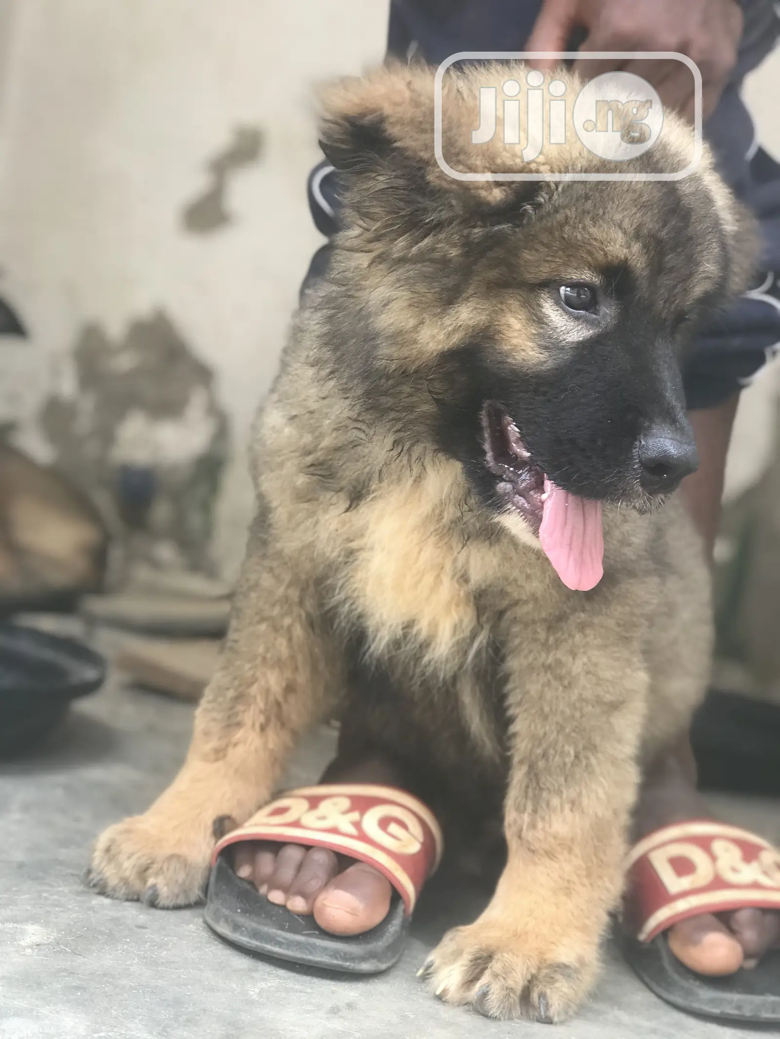 1-3 months Male Purebred Caucasian Shepherd