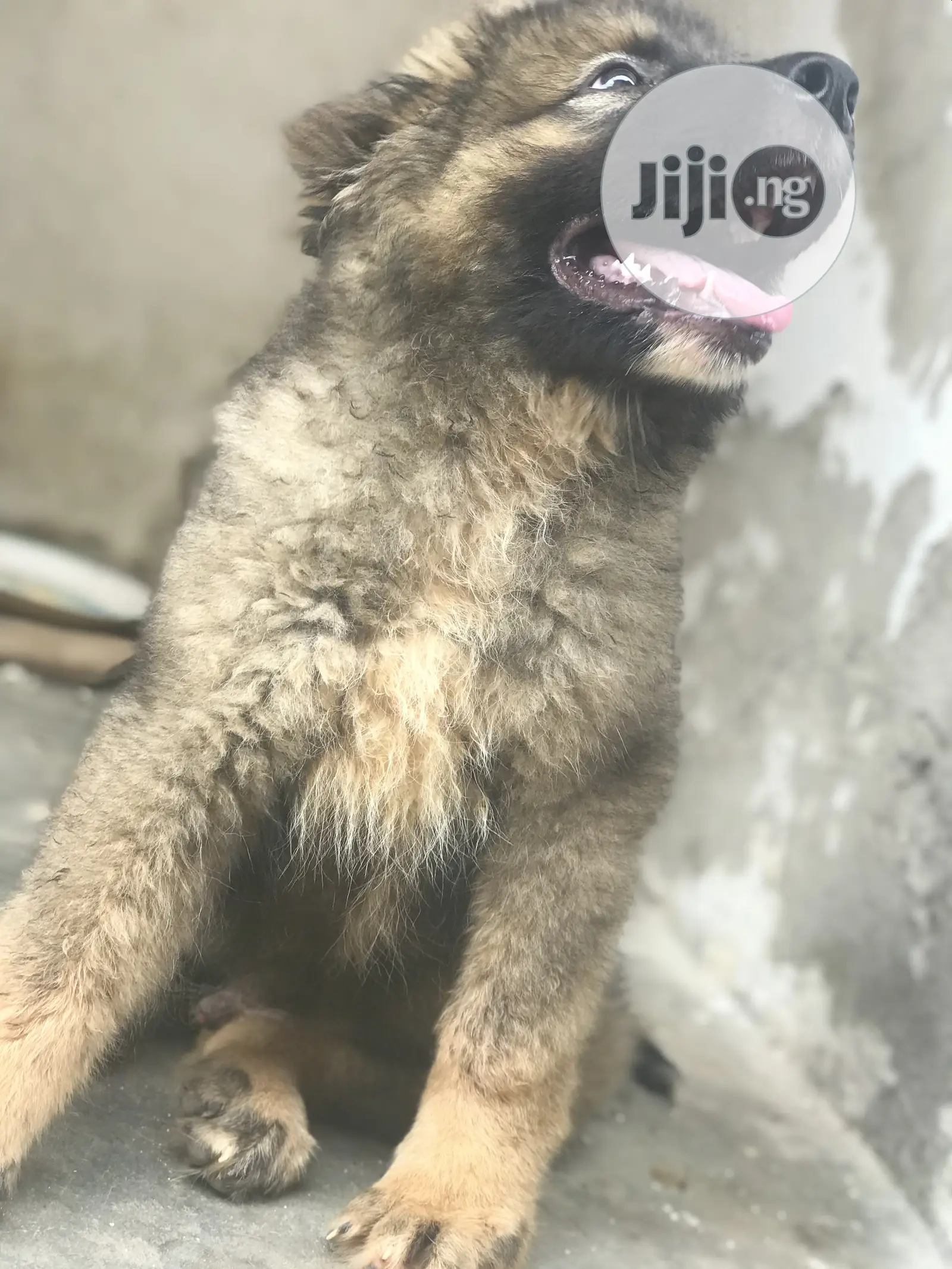 1-3 months Male Purebred Caucasian Shepherd
