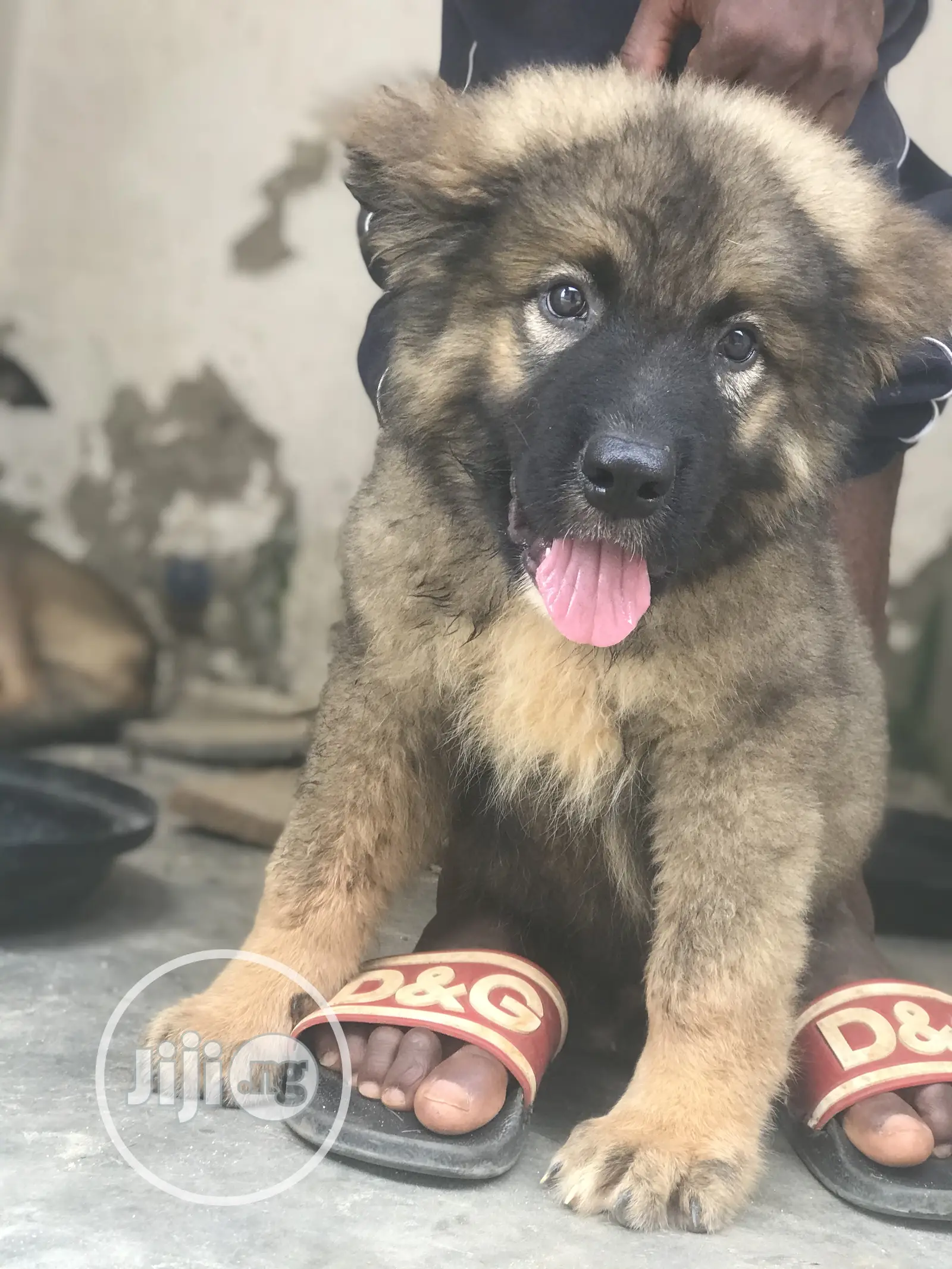 1-3 months Male Purebred Caucasian Shepherd