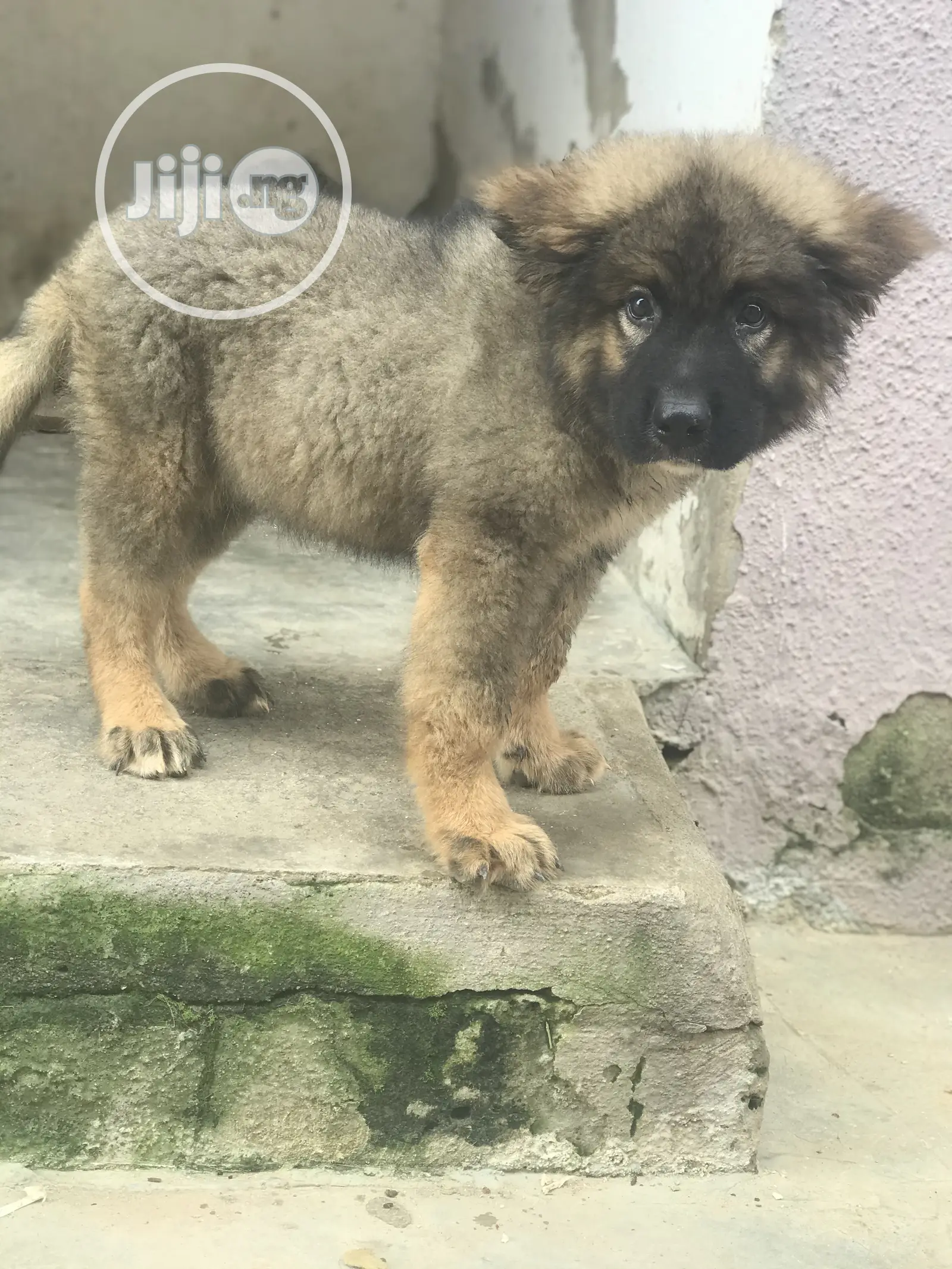 1-3 months Male Purebred Caucasian Shepherd