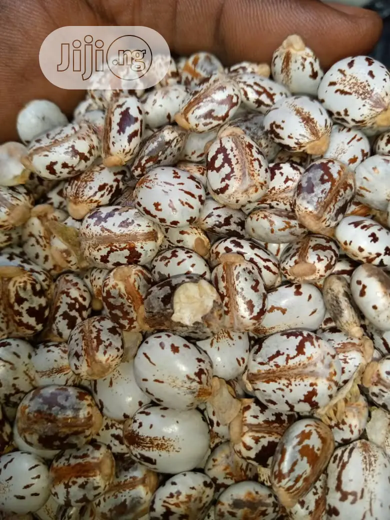 Castor Seeds - White Hybrid