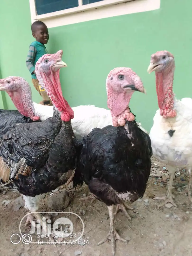 Very Big Celebration Turkeys
