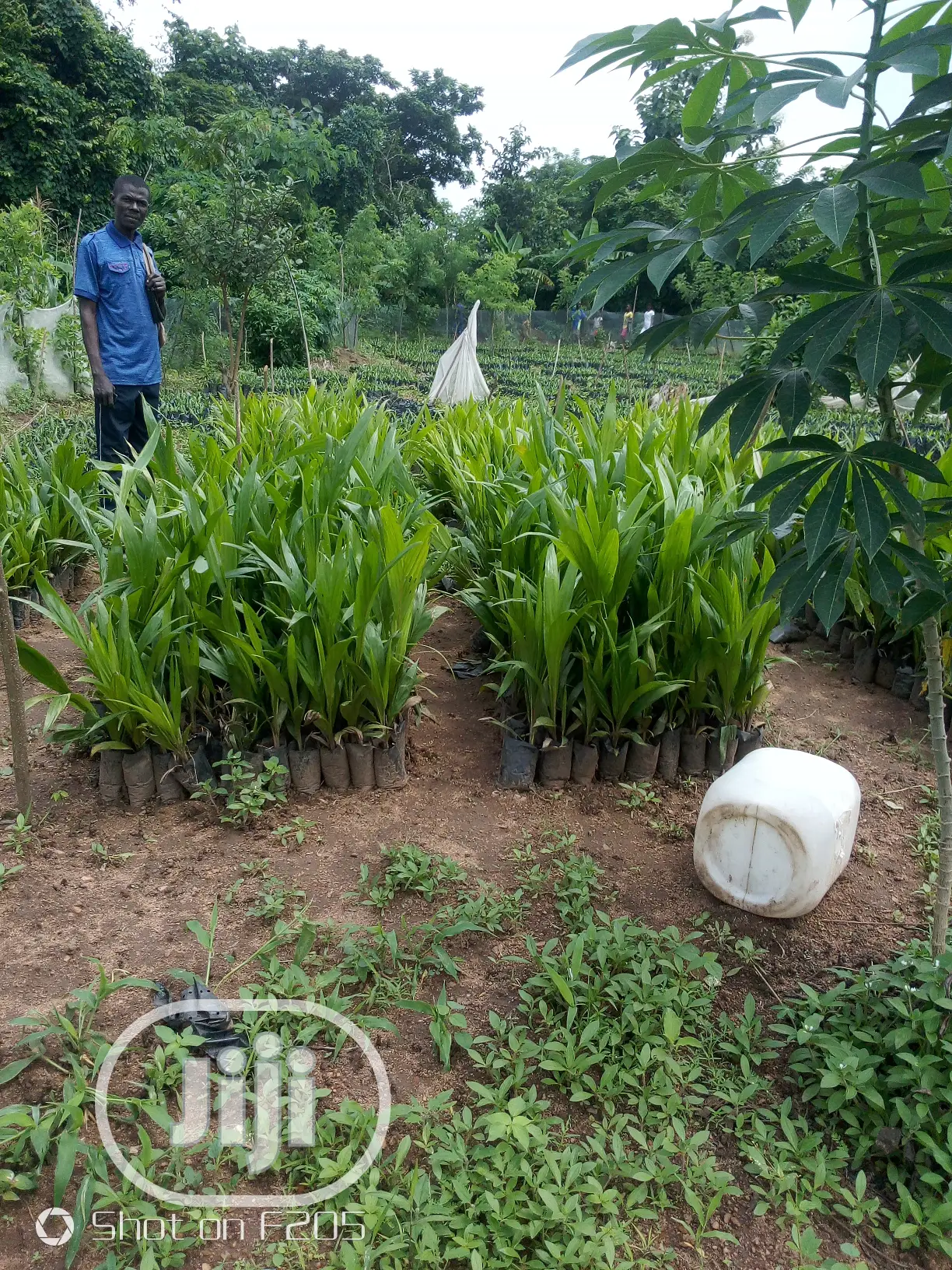 Oyebuk Farm Project and Nursery Garden No