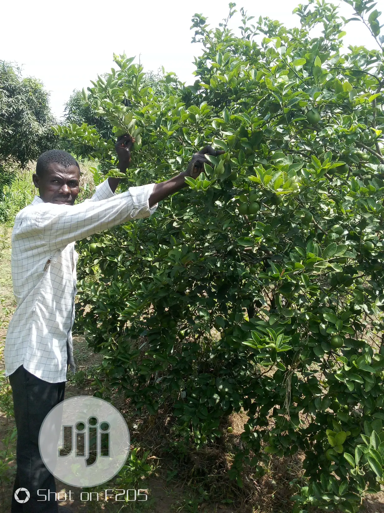 Budded Lemon Seedlings