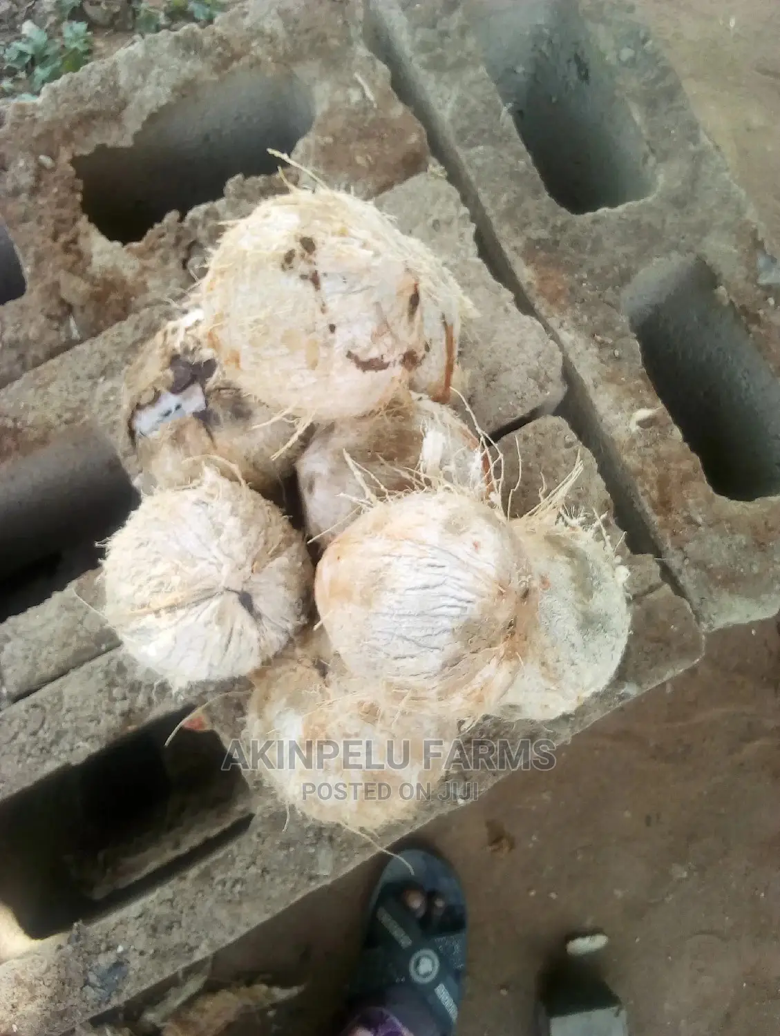 Coconut Water-Fresh Undiluted
