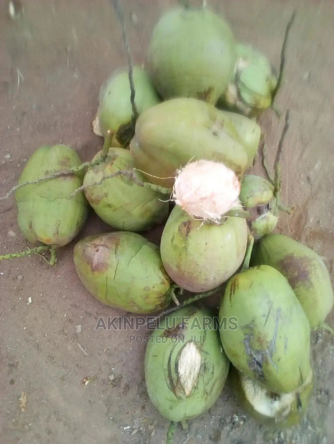 Coconut Water-Fresh Undiluted