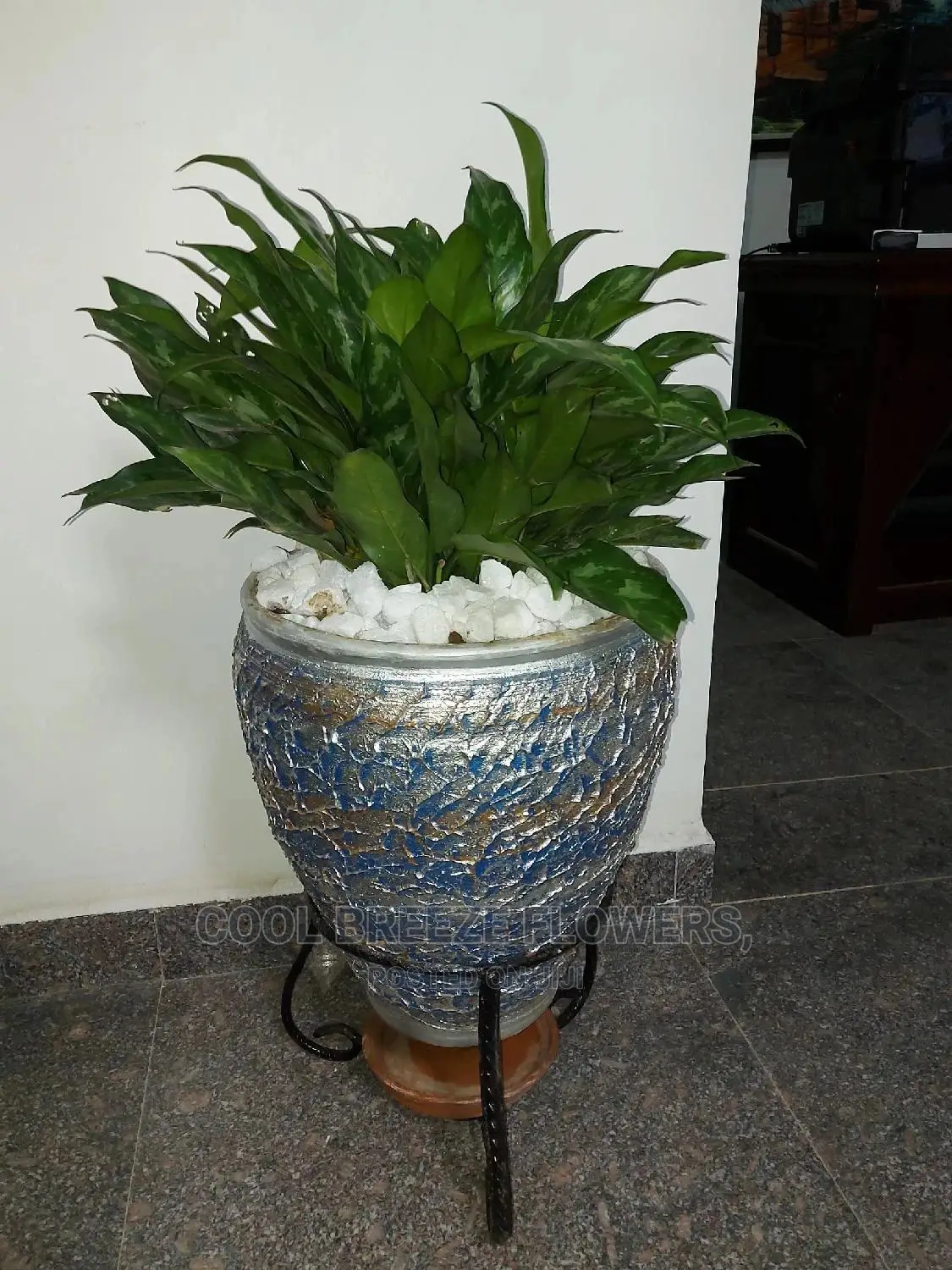 Indoor Poted Plants Air Purification
